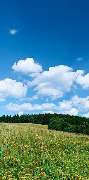 istock Panoramic spring landscape 48MPix XXXXL size - meadow, blue sky 176095156