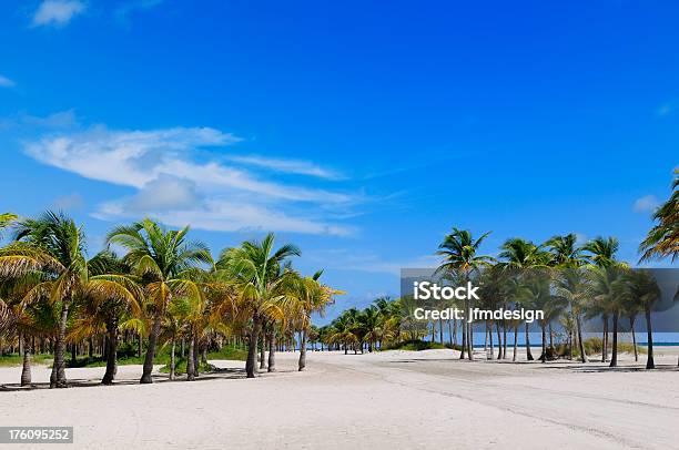 Miami Oraz Wyspy Key Biscayne Beach Escape - zdjęcia stockowe i więcej obrazów Bez ludzi - Bez ludzi, Drzewo, Egzotyczne drzewo