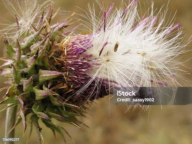 Thistle Seed Head Scottish Cotton Stock Photo - Download Image Now - Autumn, Beauty, Beauty In Nature