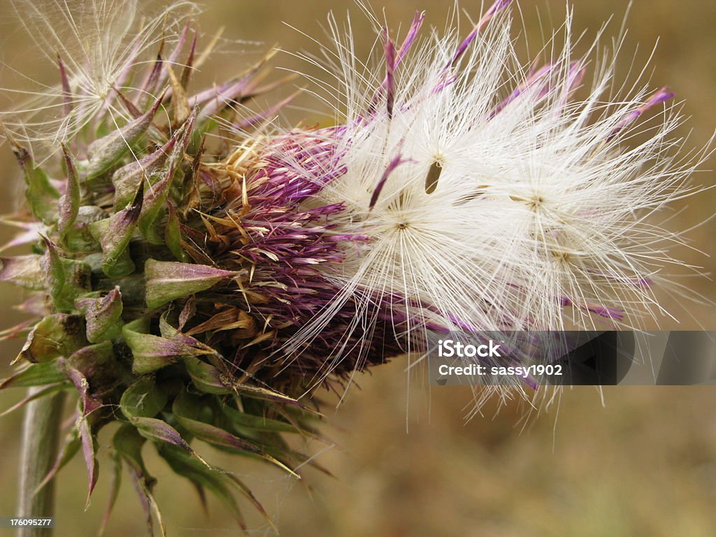 Nasiona ostropestu plamistego Głowa Scottish bawełny - Zbiór zdjęć royalty-free (Bawełna - Roślina)