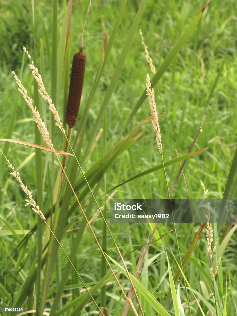 Espadaña primer plano de campo de planta - Foto de stock de Aire libre libre de derechos