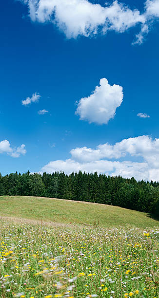 istock Highland scenery - meadow, forest, blue sky 43MPix XXXXL size 176095395