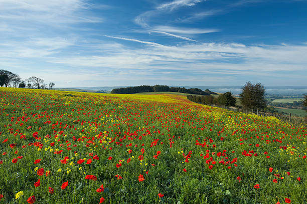 Autumn Dorset poppyfield A poppyfield in full bloom near Shaftesbury in October. This extremely unusual event may be the results of global warming. blackmore vale stock pictures, royalty-free photos & images