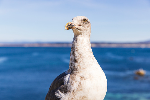 Close up of seagull looking int camera by the ocean, Paradise grove, California.