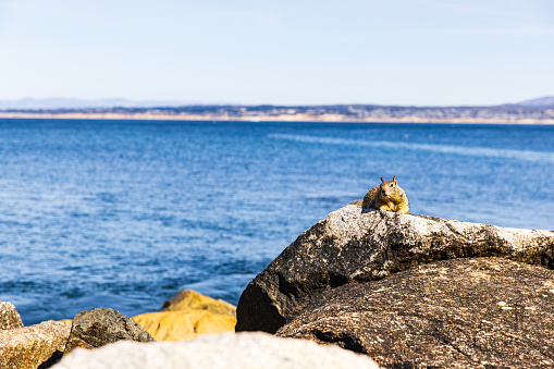 Squirrel looking at camera while sitting on a rock by the ocean, Paradise grove, California.