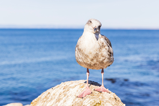 Close up of seagull looking int camera by the ocean, Paradise grove, California.