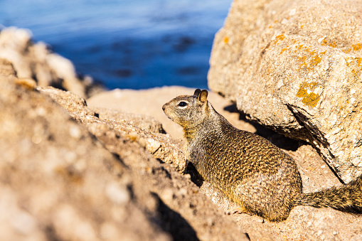 Squirrel sitting on a rock by the ocean, Paradise grove, California.