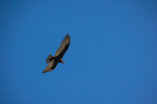 California Condor bird flying in blue sky