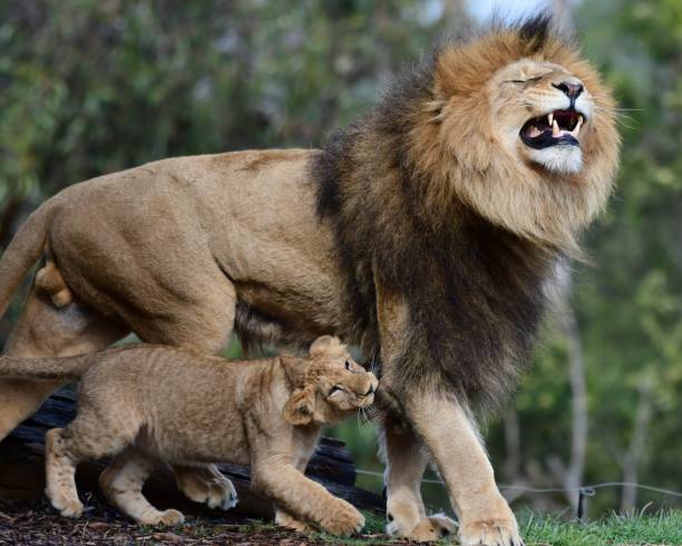 uomo con cucciolo di leone - lion mane strength male animal foto e immagini stock