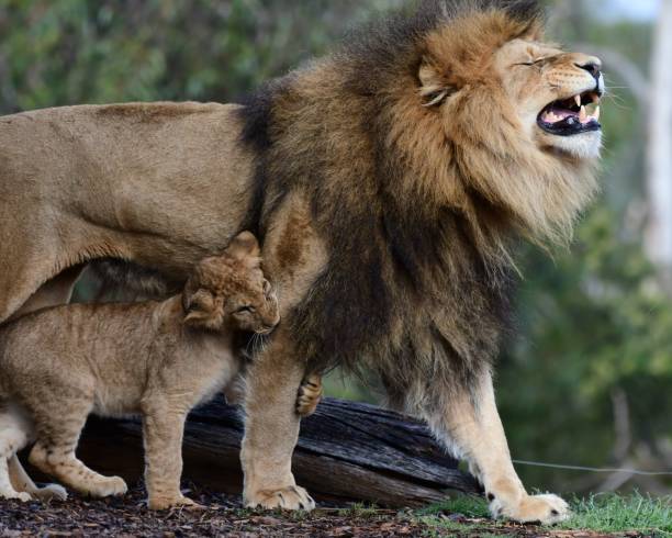 uomo con cucciolo di leone - lion mane strength male animal foto e immagini stock