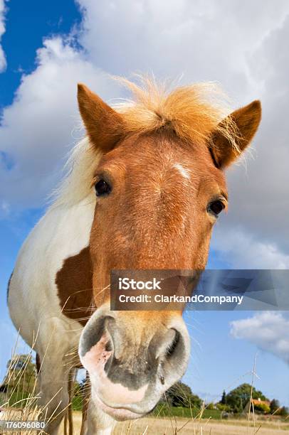 Vista De Ângulo Baixo Retrato De Um Pónei - Fotografias de stock e mais imagens de Animal - Animal, Cabeça de animal, Cavalo - Família do Cavalo