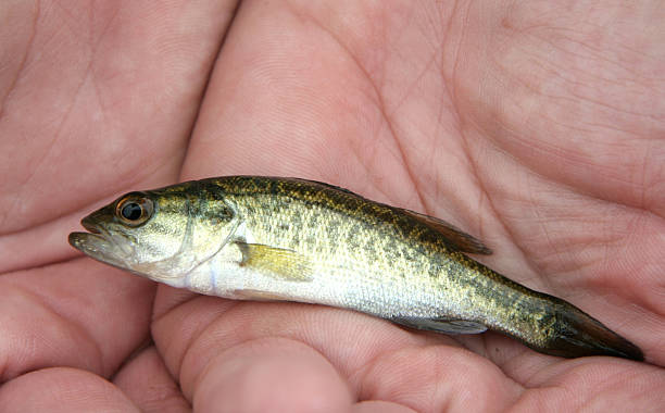 Baby Bass Stock Photo - Download Image Now - Nature, Fish, Small - iStock