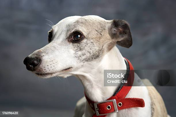 Foto de Cão Retrato Lebréu e mais fotos de stock de Animal - Animal, Boca Animal, Cabeça de animal