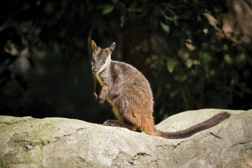 A wallaby sits on top of a rock.