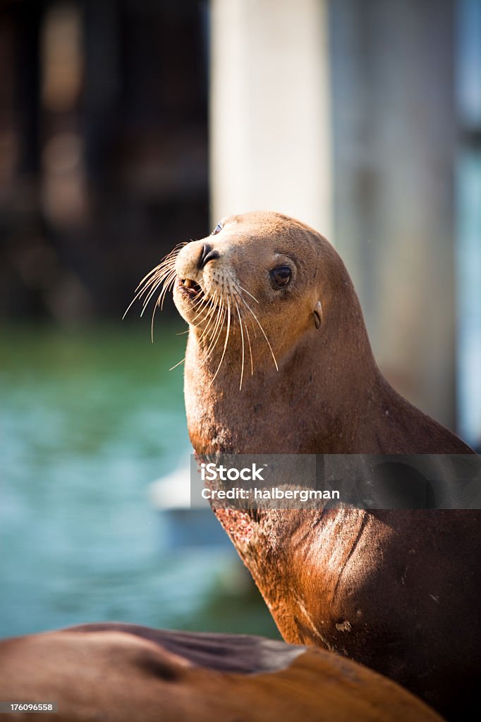 캘리포니아강치 (Zalophus californianus) 피어 39 - 로열티 프리 낮 스톡 사진