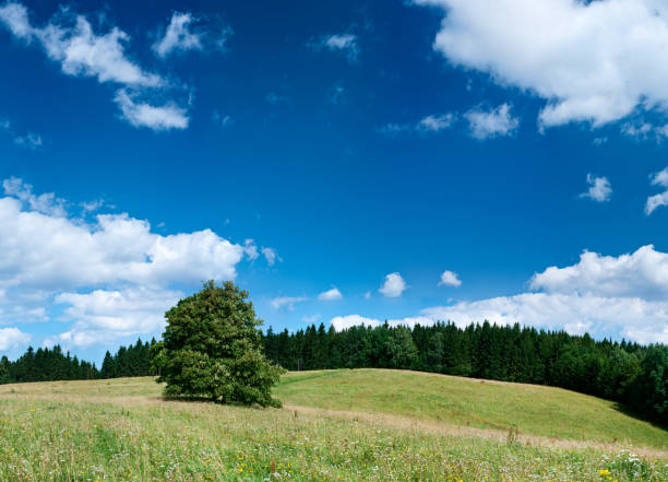 istock Panoramic spring landscape 78MPix XXXXL size - meadow, blue sky 176096592