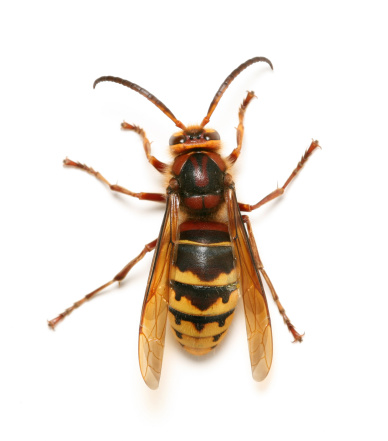 a macro of a yellow wasp