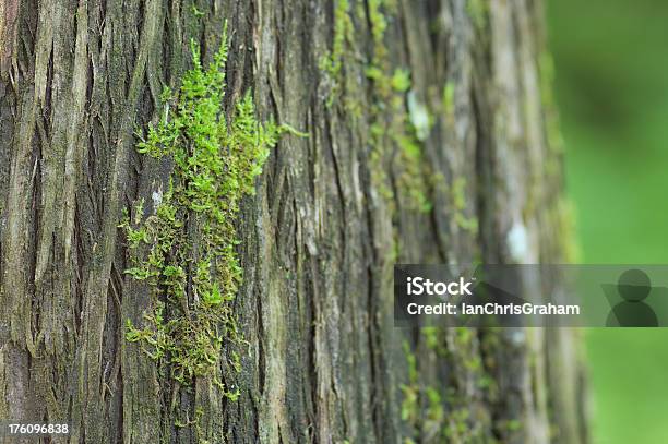 Cedar Tree Stock Photo - Download Image Now - Backgrounds, British Columbia, Cedar Tree