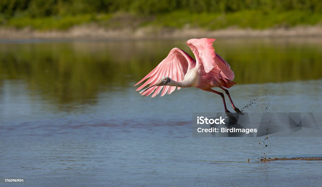 Espátula rosada en vuelo - Foto de stock de Agua libre de derechos