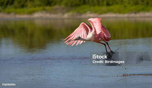 Foto de Colhereiro Rosado Em Voo e mais fotos de stock de Animal - Animal, Animal selvagem, Ave Aquática