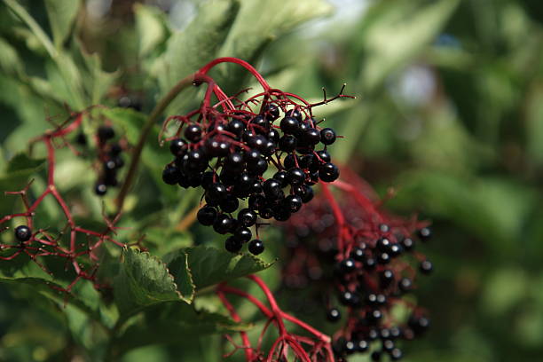 istock Ripe cluster of Elder berries on the tree 176096943