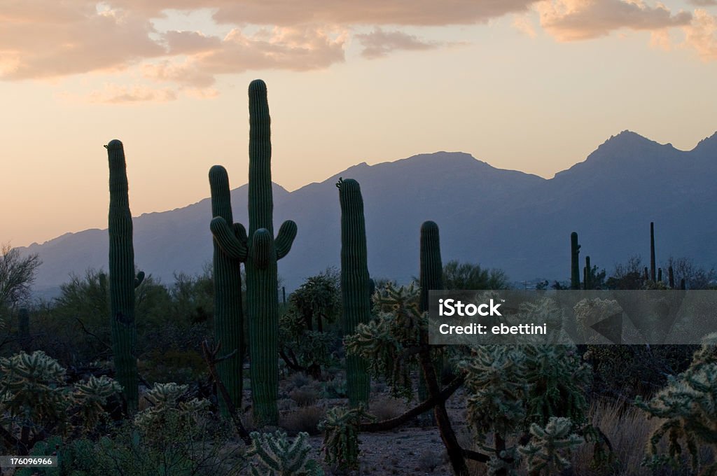 Saguaro NP Sunset A sunset from Saguaro National Park (East) looking toward Tucson at the Santa Catalina Mountains Arizona Stock Photo