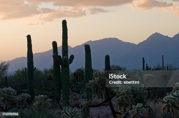 Saguaro Np Sunset Stock Photo - Download Image Now - Arizona, Sonoran Desert, Cactus
