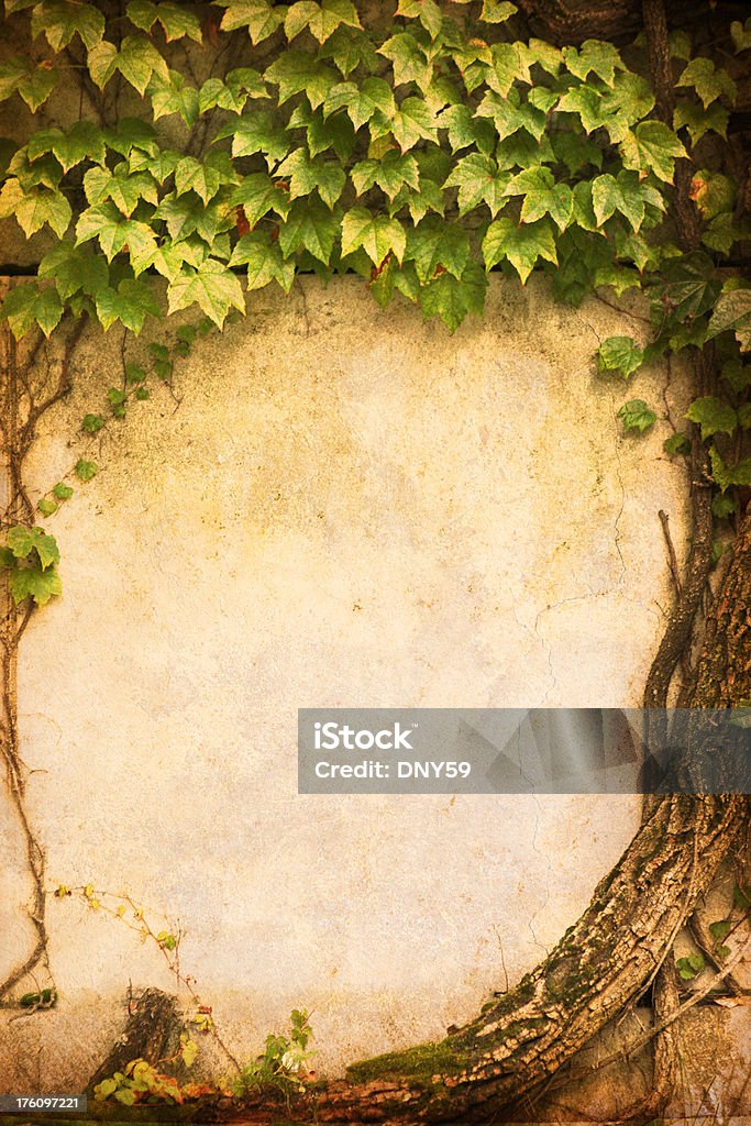 Ivy cobertas parede - Foto de stock de Antigo royalty-free
