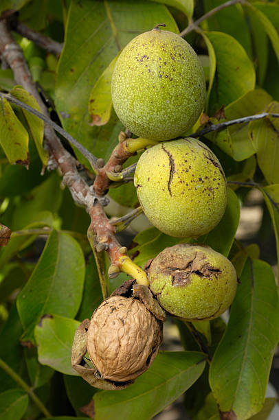 istock Four walnuts in green hulls ripen on a tree branch. 176097229