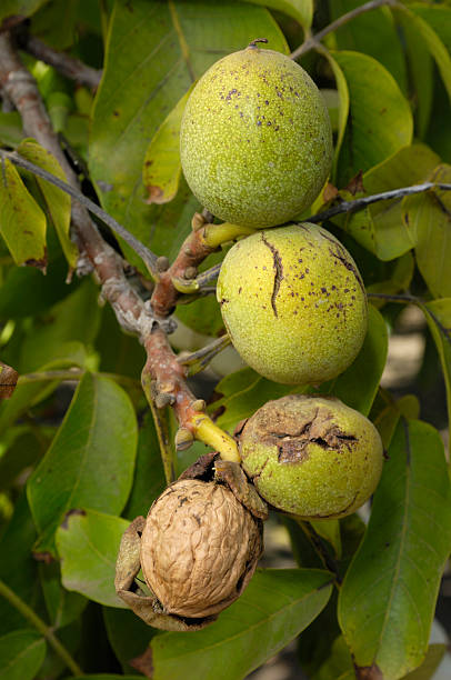 Four walnuts in green hulls ripen on a tree branch. "Close-up of ripening walnuts (Juglans) breaking out of their protective husk.  closeup, selective focusTaken in Central Coast California.  closeup, selective focus.Please view related images below or click on the banner lightbox links to view additional images, from related categories." walnut grove stock pictures, royalty-free photos & images