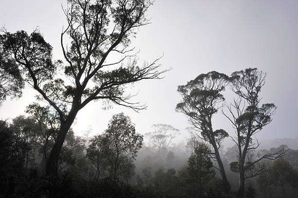 istock Tasmanian Forest in fog 176097242