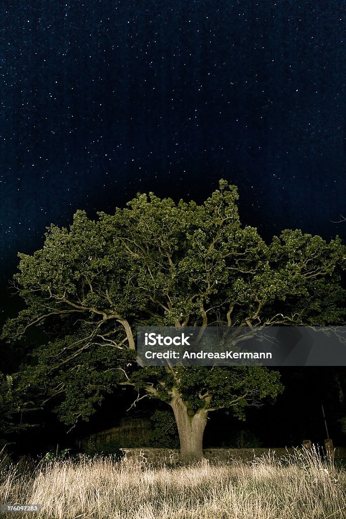 big tree long exposure - huge old tree in the night under billions of stars Backgrounds Stock Photo