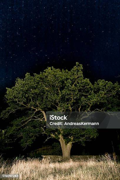 Big Tree Stock Photo - Download Image Now - Backgrounds, Billions - Quantity, Black Color