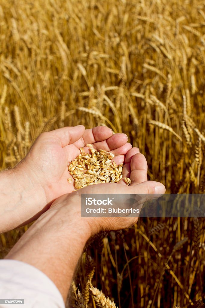 Farmer retención de trigo - Foto de stock de Trigo libre de derechos
