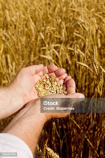 Фермер Держит Пшеница — стоковые фотографии и другие картинки Пшеница - Пшеница, Вертикальный, Выращиваемый