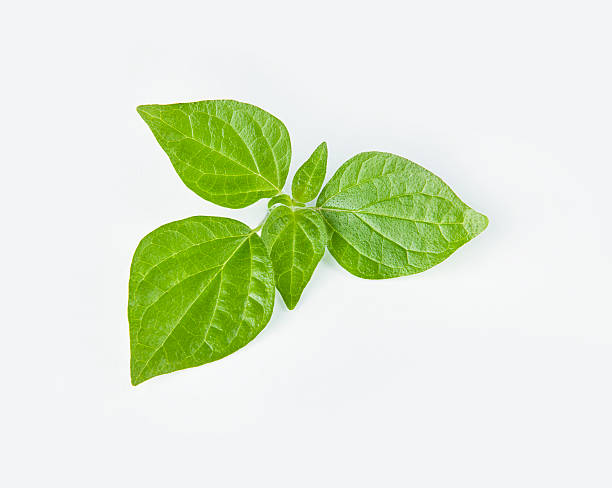 Grüne Basilikum Blätter Isoliert – Foto