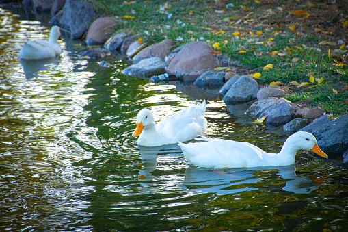 White ducks swimming in the lake, closeup of photo with shallow depth of field, near Stip, Macedonia
