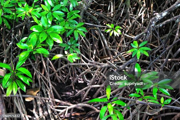 Mangrove Trees And A Healthy Coastal Ecosystem Stock Photo - Download Image Now - Above, Abstract, Adventure