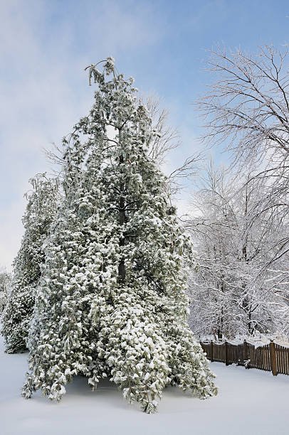 istock White Pine Covered in Ice and Snow after Winter Storm 176097595