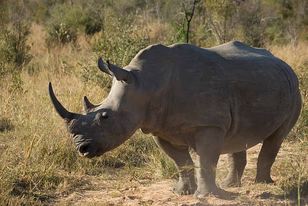 istock Female White Rhinoceros (Ceratotherium simum): Side View 176097667