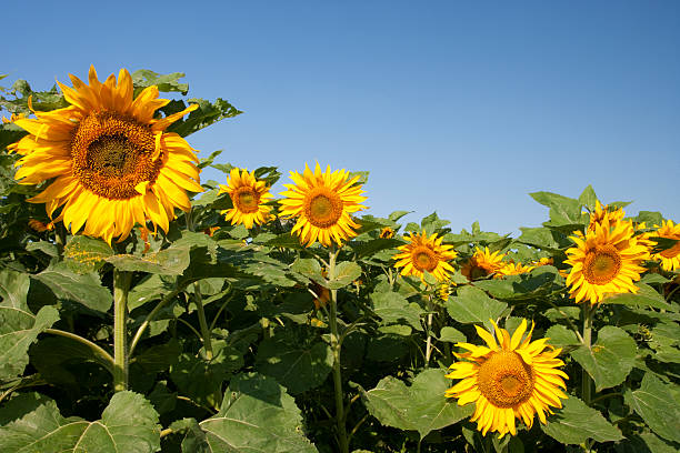 Manitoba Sunflower stock photo
