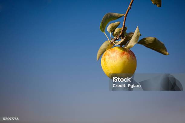Äpfel Im Obstgarten Stockfoto und mehr Bilder von Agrarbetrieb - Agrarbetrieb, Apfel, Apfelbaum