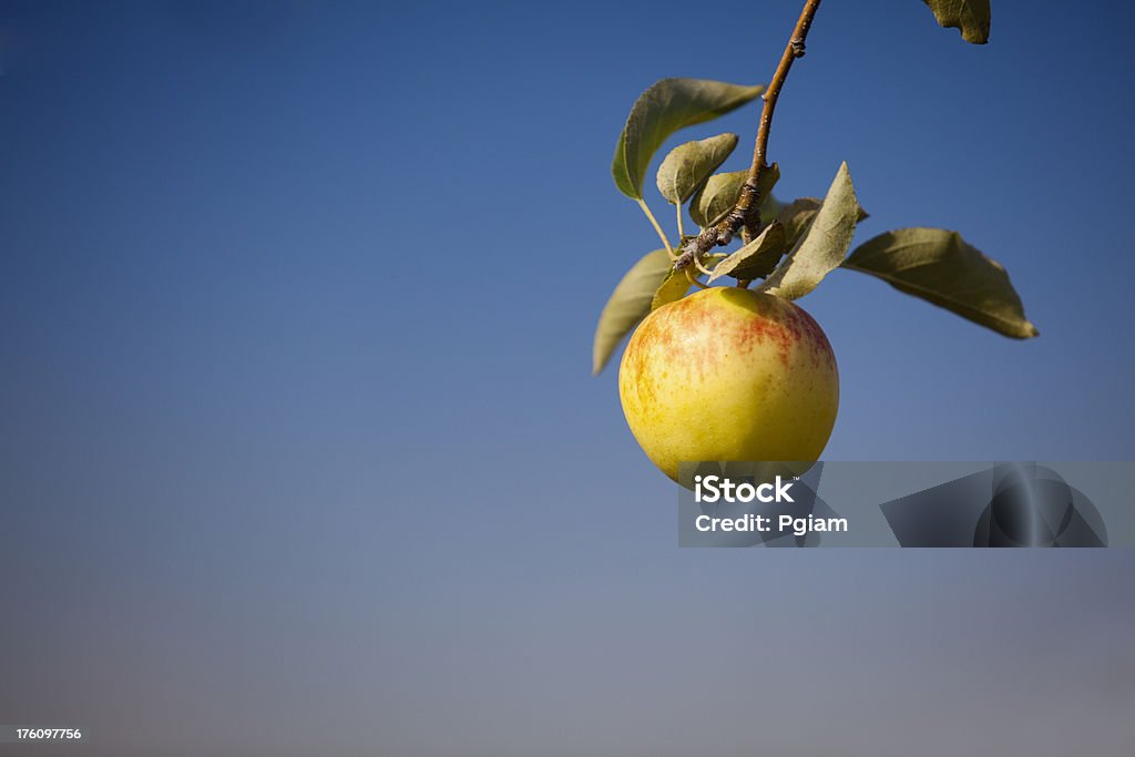 Maçãs no Pomar - Royalty-free Agricultura Foto de stock