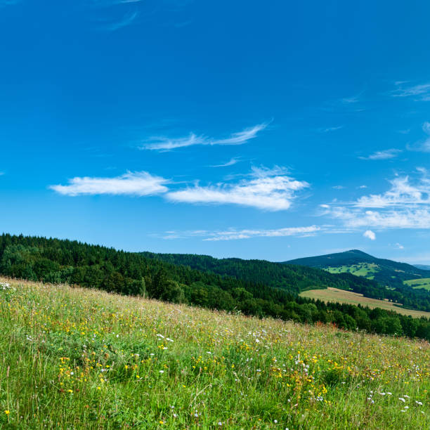 istock Square spring landscape 74MPix XXXXL - meadow, blue sky 176097887