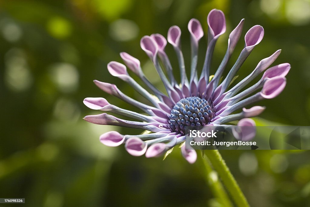 Nahaufnahme von Osteospermum daisy - Lizenzfrei Gänseblümchen - Gattung Stock-Foto