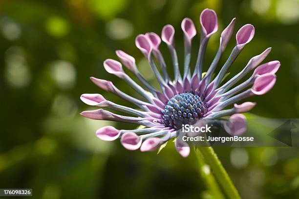 Nahaufnahme Von Osteospermum Daisy Stockfoto und mehr Bilder von Gänseblümchen - Gattung - Gänseblümchen - Gattung, Pollenkorn, Bildschärfe