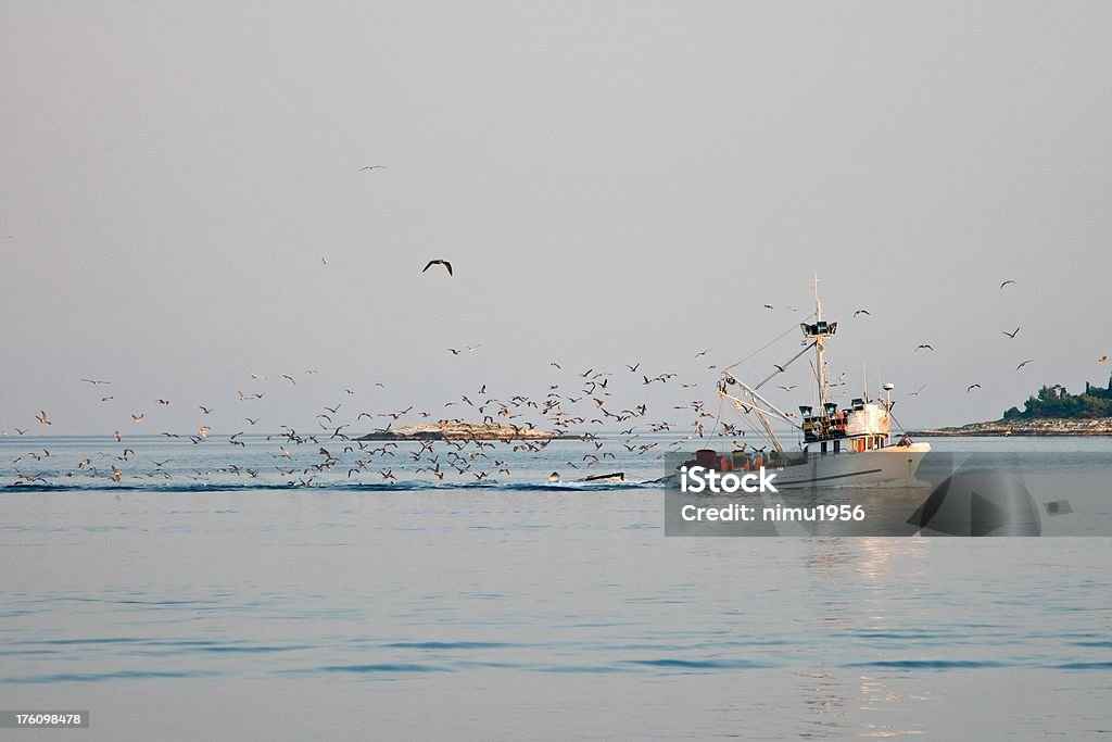 Fishboat con una bandada de gaviotas - Foto de stock de Agua libre de derechos