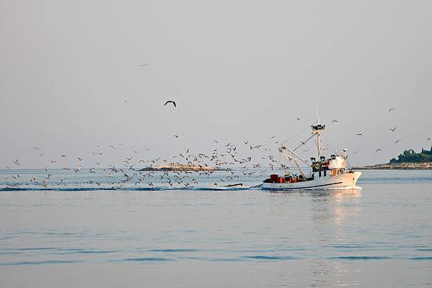 Three sea gulls flying in formation over the sea ahead of a yacht between Athens and Aegina on a misty day