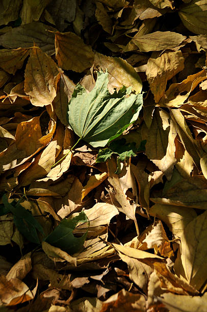 Green leaf surrounded by fall leave stock photo