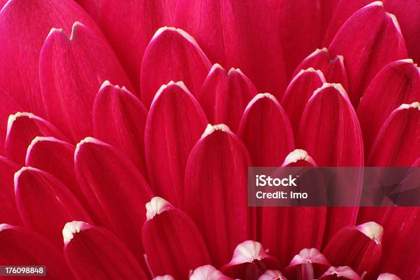Closeup Of One Magenta Gerbera Stock Photo - Download Image Now - Backgrounds, Close-up, Daisy